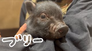 ブリー - pignic cafe のマイクロブタ