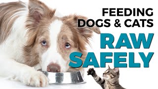 Is Raw Food Diet Dangerous to Feed Dogs and Cats? Get the Facts