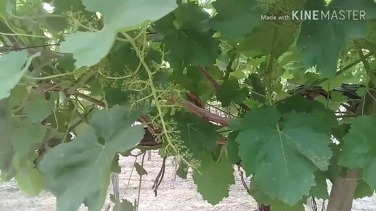 التحكم في حجم وجودة عنقود العنب