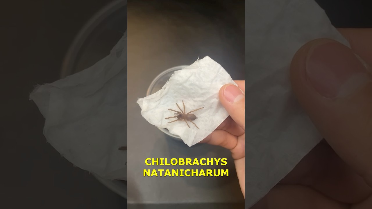 MEET MY NEW ELECTRIC BLUE TARANTULA!