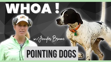 Master the Whoa Command: Transform Your Dog