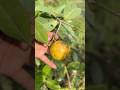 Yellow strawberry guava plant 🌱 🌿strawberry guava fruiting 🍒​⁠@GreenMeadowNursery #fruit #guava