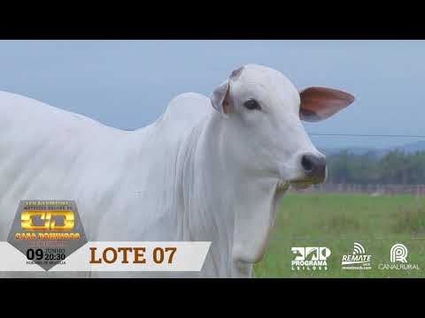 LOTE 07