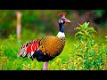 Relaxing Music with Birdsong in the Forest 🌿 Stress Relief & Deep Sleep (4K)