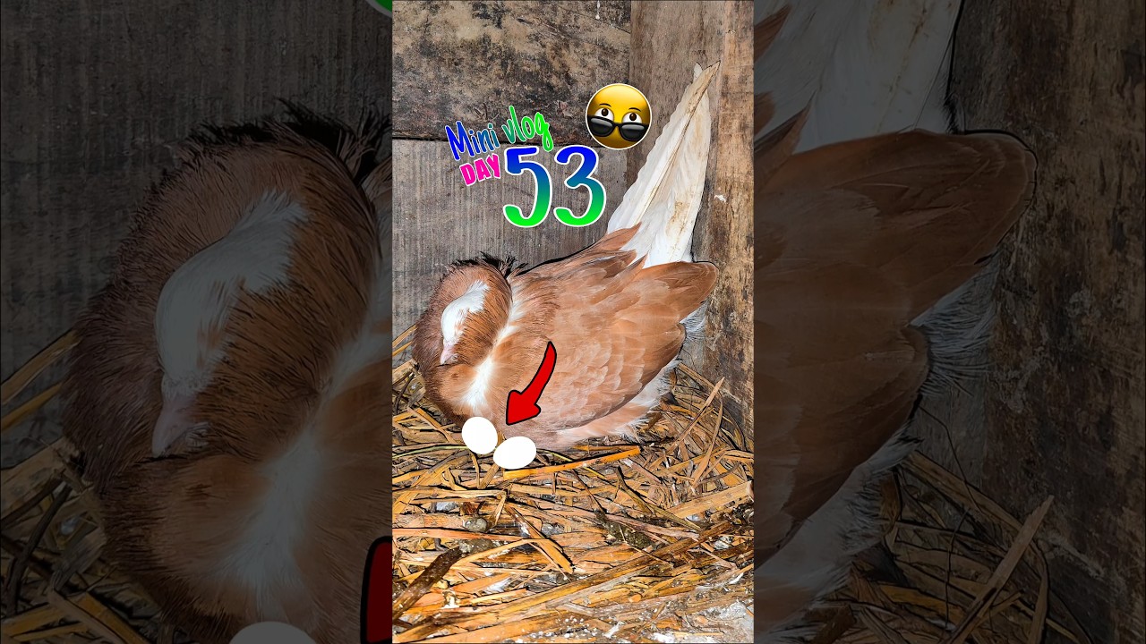 Mini vlog Day 53😍Nakabposh Ne anda De Diya 😲🔥|