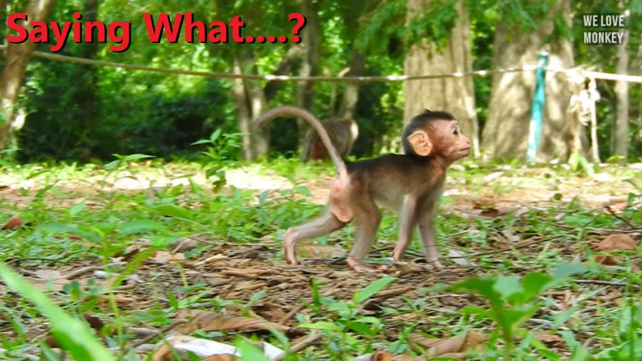 Rex is Talkative, Cute Boy Baby Monkey Rex Wants to Talk With Cameramen, Rex Wants Us Give More Food
