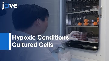 Co-Immunoprecipitation Assay By Endogenous Nuclear Proteins l Protocol Preview