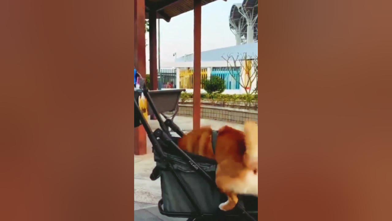 dog-hurt-leg-funny-shorts-dog-funny-shorts-youtube