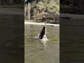 Sturgeon jump montage! #fishing