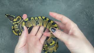 Enchi 100% dbl het VPI Axanthic / Piebald Ball Python - 2023.14-1