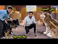 اول مقابله قويه وشرسه بين بولا وشعبولا وكلبي الجديد 