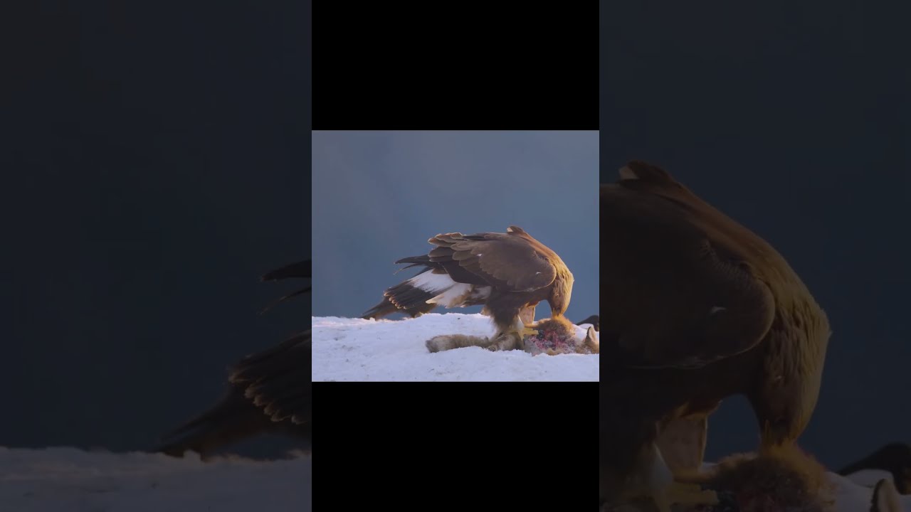  Majestic Eagle Soaring In The Sky CruisingEagle CharmingSky ClassicNature