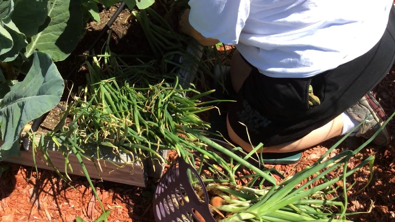 Harvesting Shallots 842015 YouTube