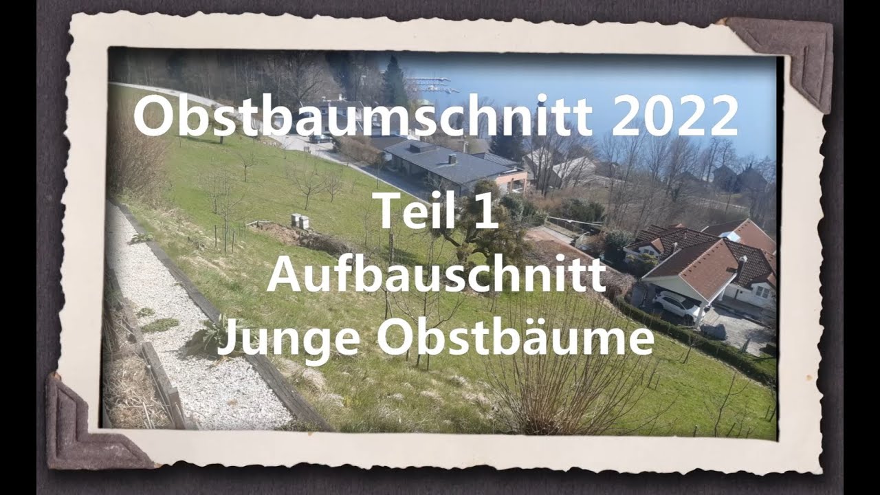 Obstbaumschnitt 2022 - Teil 1 Aufbauschnitt Jungbäume