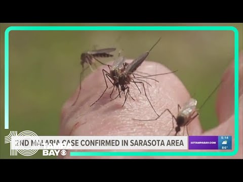 Malaria cases confirmed in Sarasota, Manatee counties prompt mosquito-borne illness alert