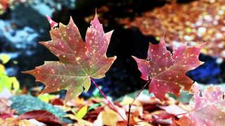 Amazing Videos - Maple Leaf Autumn