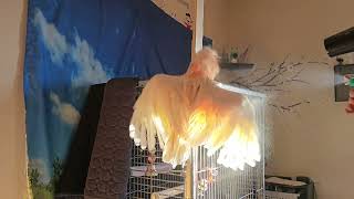 Cockatoo Shower Day   Extended Version