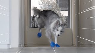 Funny Border Collie Tries on Dog Shoes for the FIRST time!