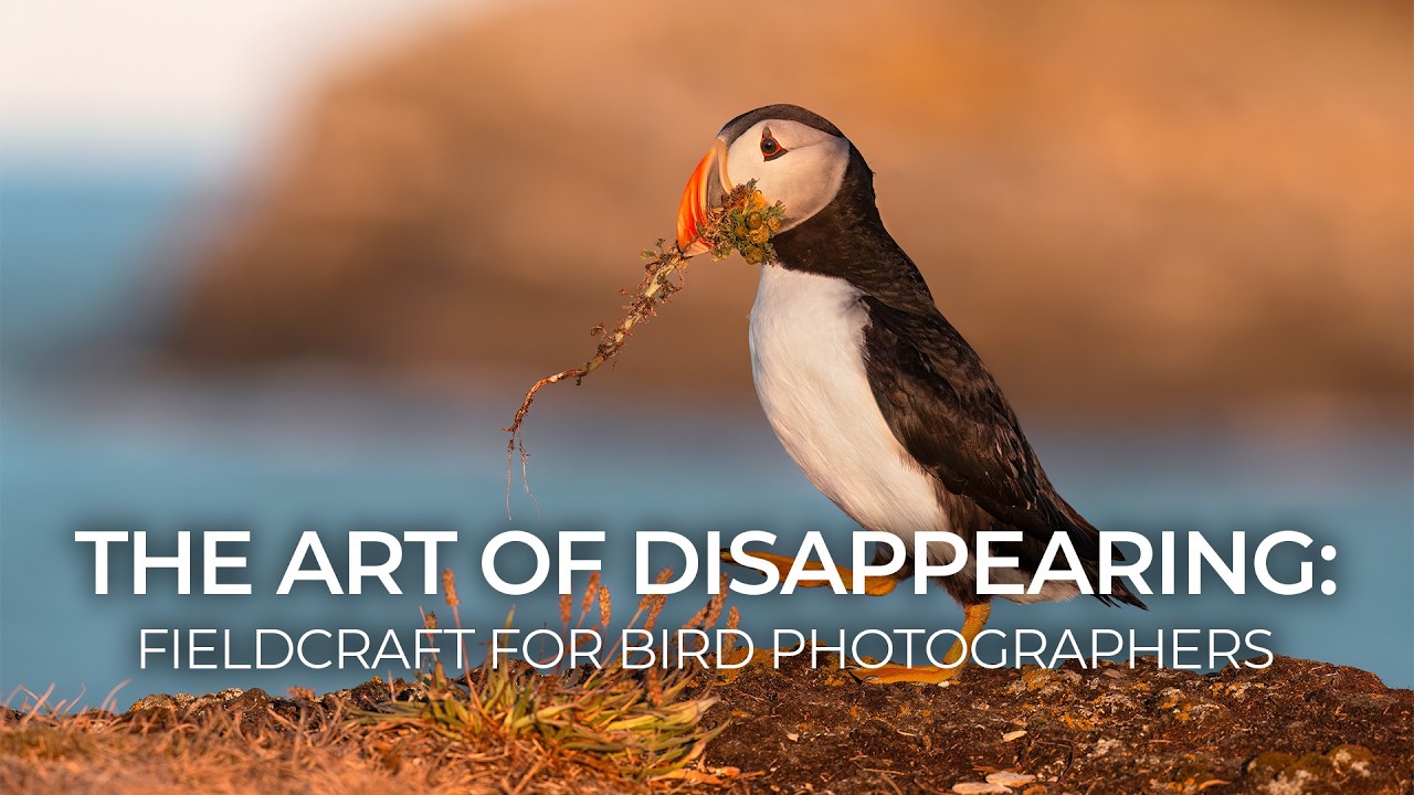 The Art of Disappearing: Fieldcraft for Bird Photographers