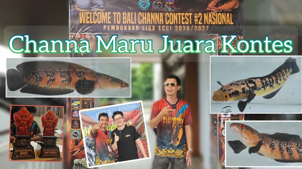 Ikan Channa 🏆Juara🏆 Kontes Di BALI 2026