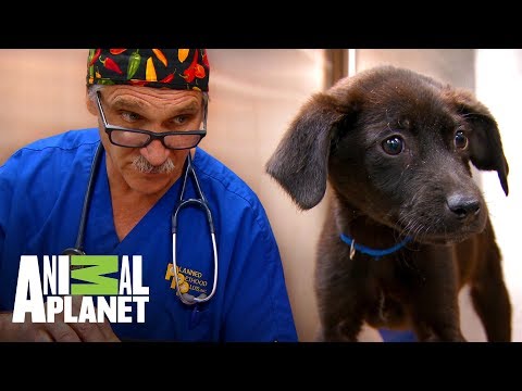 Video: Fracturas complejas en perros: tratamiento de piernas rotas y más