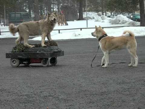 Video: Ero Akitan Ja Akita Inun Välillä