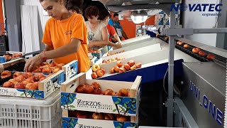 Novatec S.A. - Sorting & Packing Line for Flat Peaches & Nectarines