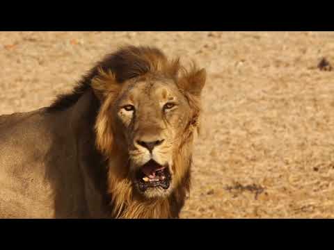 Video: Vad betyder namnen på lejon för deras ägare?