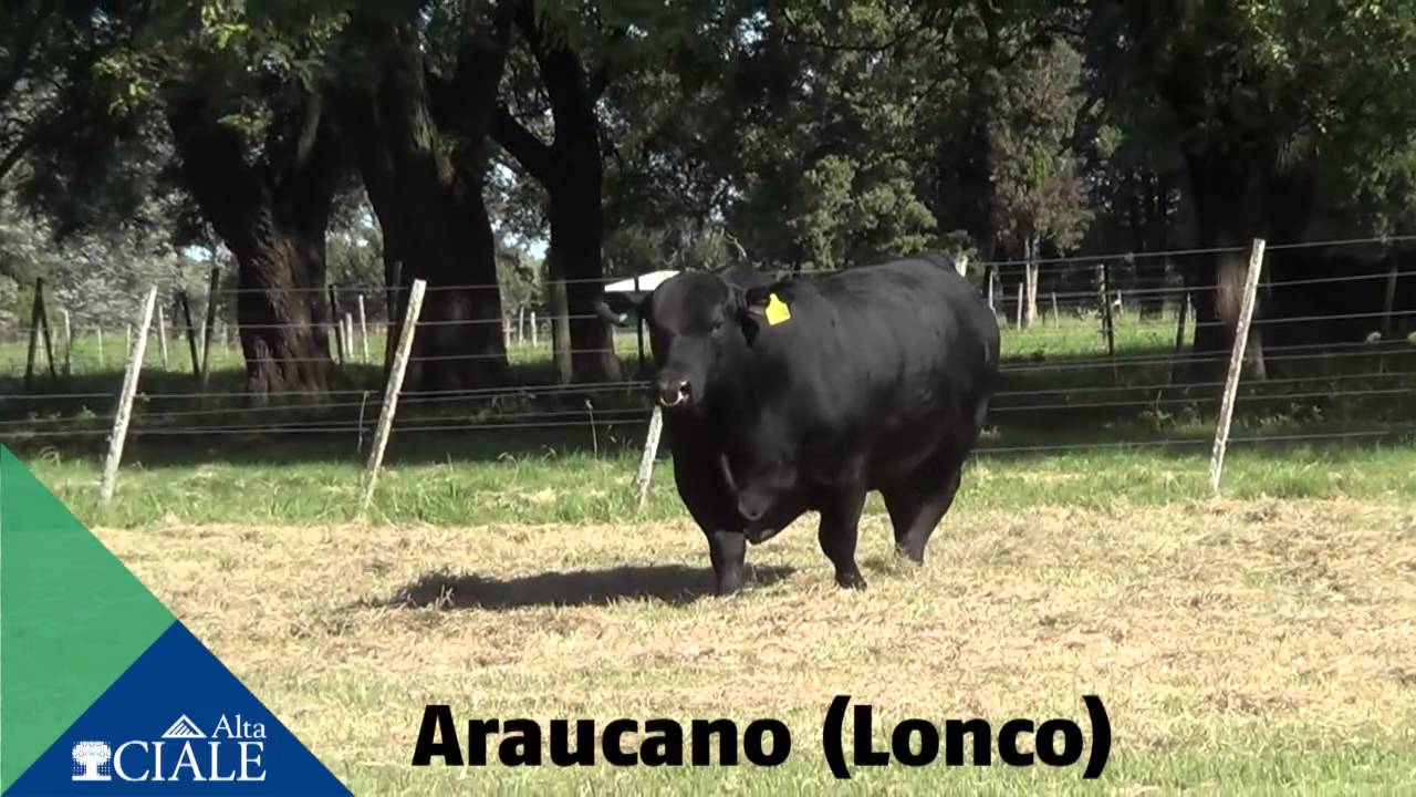CIALE Alta Toro Araucano - Brangus Negro alta mar รีวิว