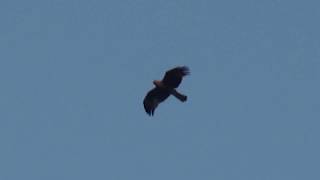 Booted Eagle vs Kite