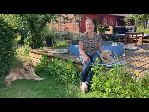 Video: Sådan hjælper din hund med separationsangst