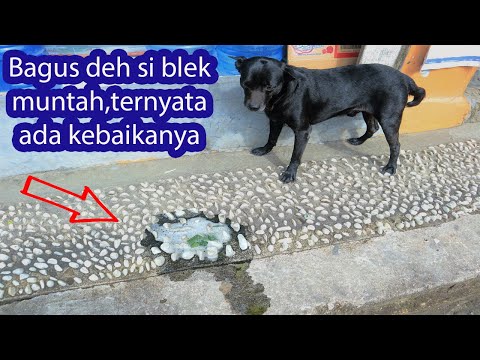 Anjing sakit perut dan muntah muntah||ini solusi dan penyebabnya