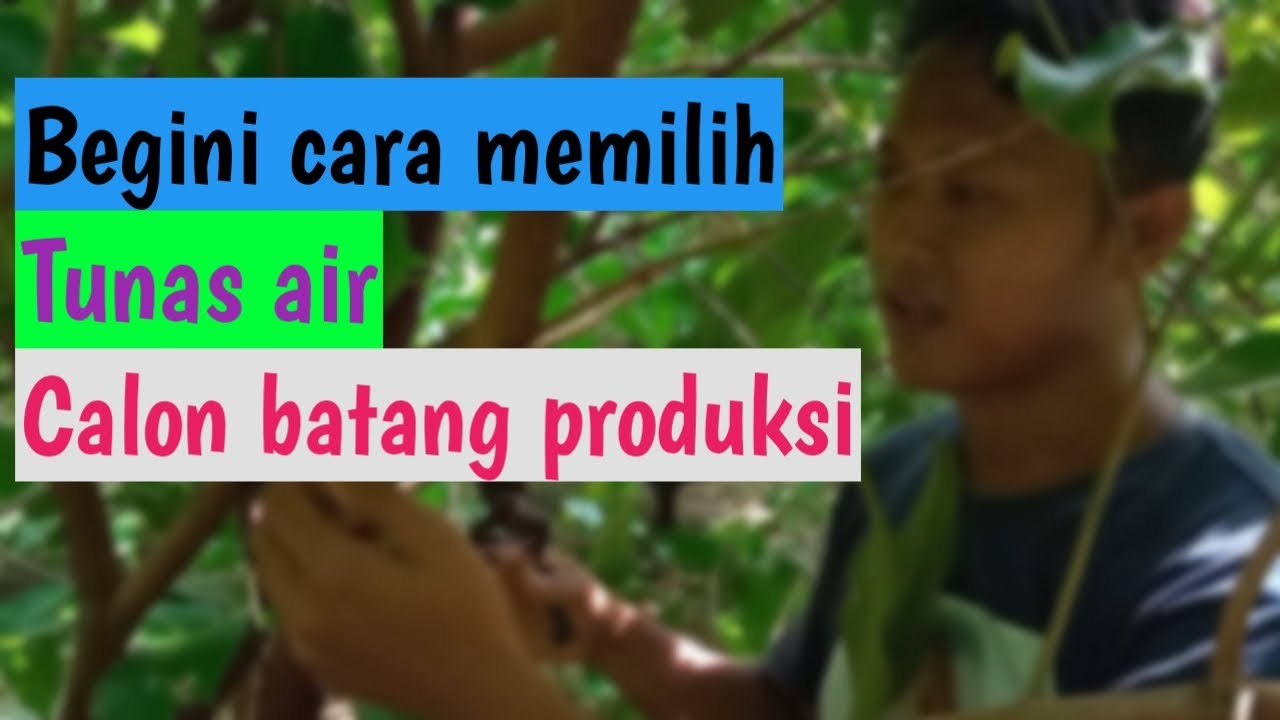 tunas air banyak dan gatau cara memilih calon batang produksi?tonton vidio ini