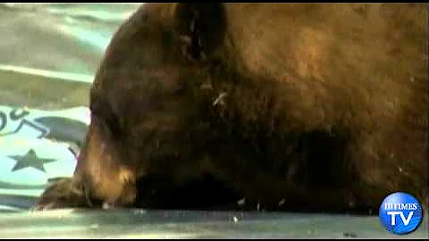 Tranquilized Black Bear Falls Out of a Tree on Colorado University Campus