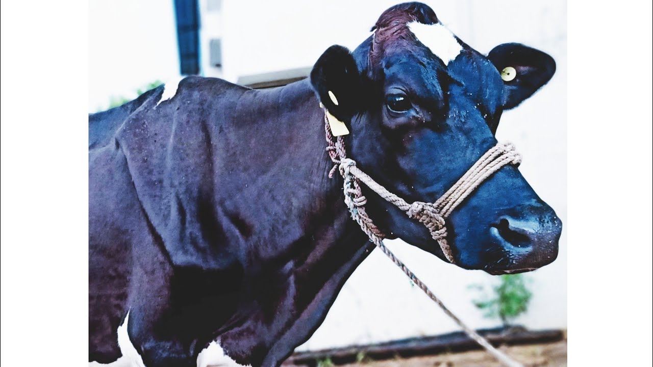 Cattle breed -- Holstein Friesian cattle [HF] - YouTube