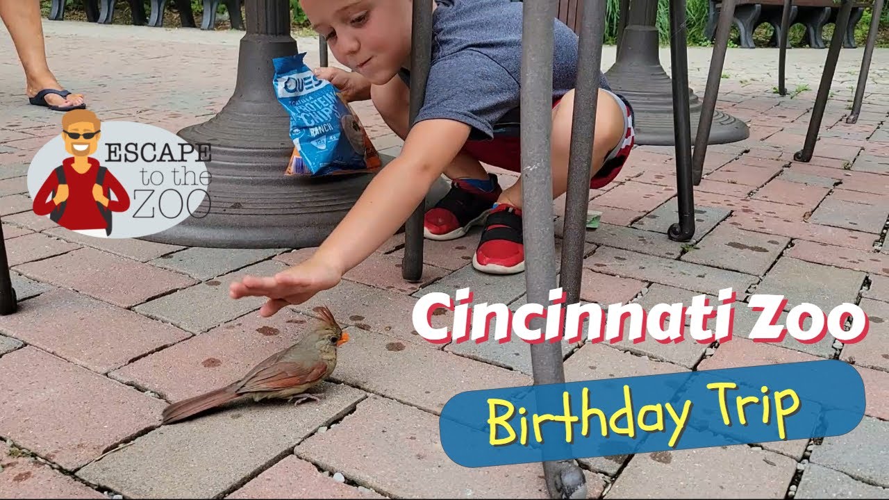 Cincinnati Zoo Birthday stop and finding wild lizards in Ohio - YouTube