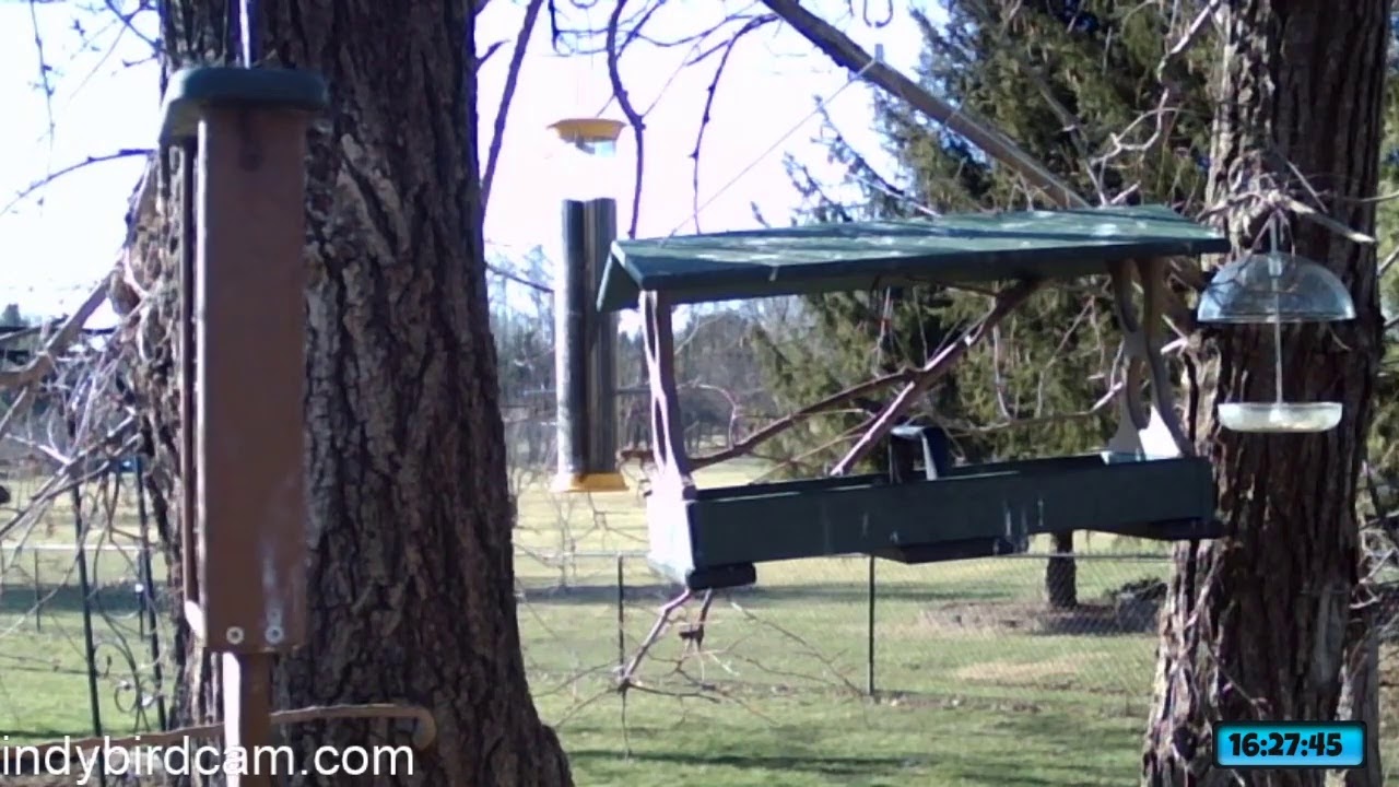 Indy Bird Cam Live Bird Feeder Cam YouTube