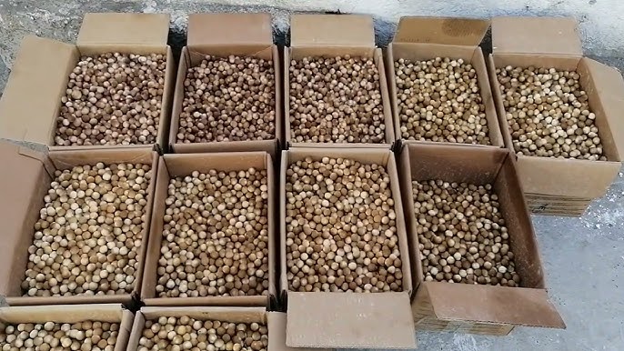 секс Алетта мұхиты Дево порно