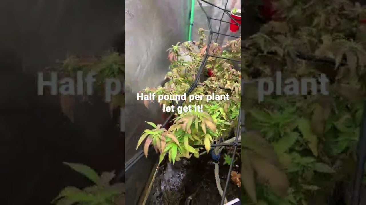 See if I get half pound from each plant first harvest I got 10 ounces from one plant popcorn nugs.