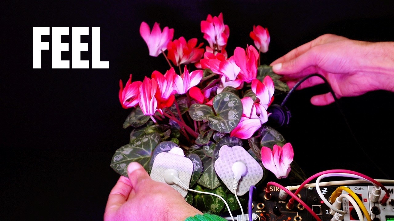 Cyclamen #plantmusic | Water in the Roots, Light in the Sound