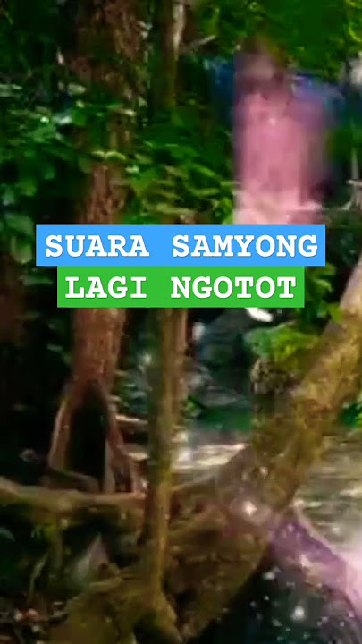 SUARA BURUNG SAMYONG LAGI NGOTOT ❗
