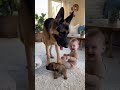When a German Shepherd mom surprises her pup… this reaction melted my heart 💕