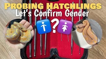 Probing Hatchling Ball Pythons | Confirming Hatchling Gender