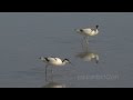 Pair of Pied avocet (Recurvirostra avosetta) feeding (4k UHD)