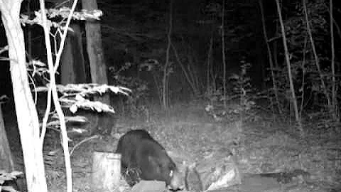 Wisconsin black bear fight at bait stand!