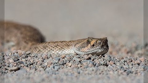 Rattlesnakes of the Sonoran Desert