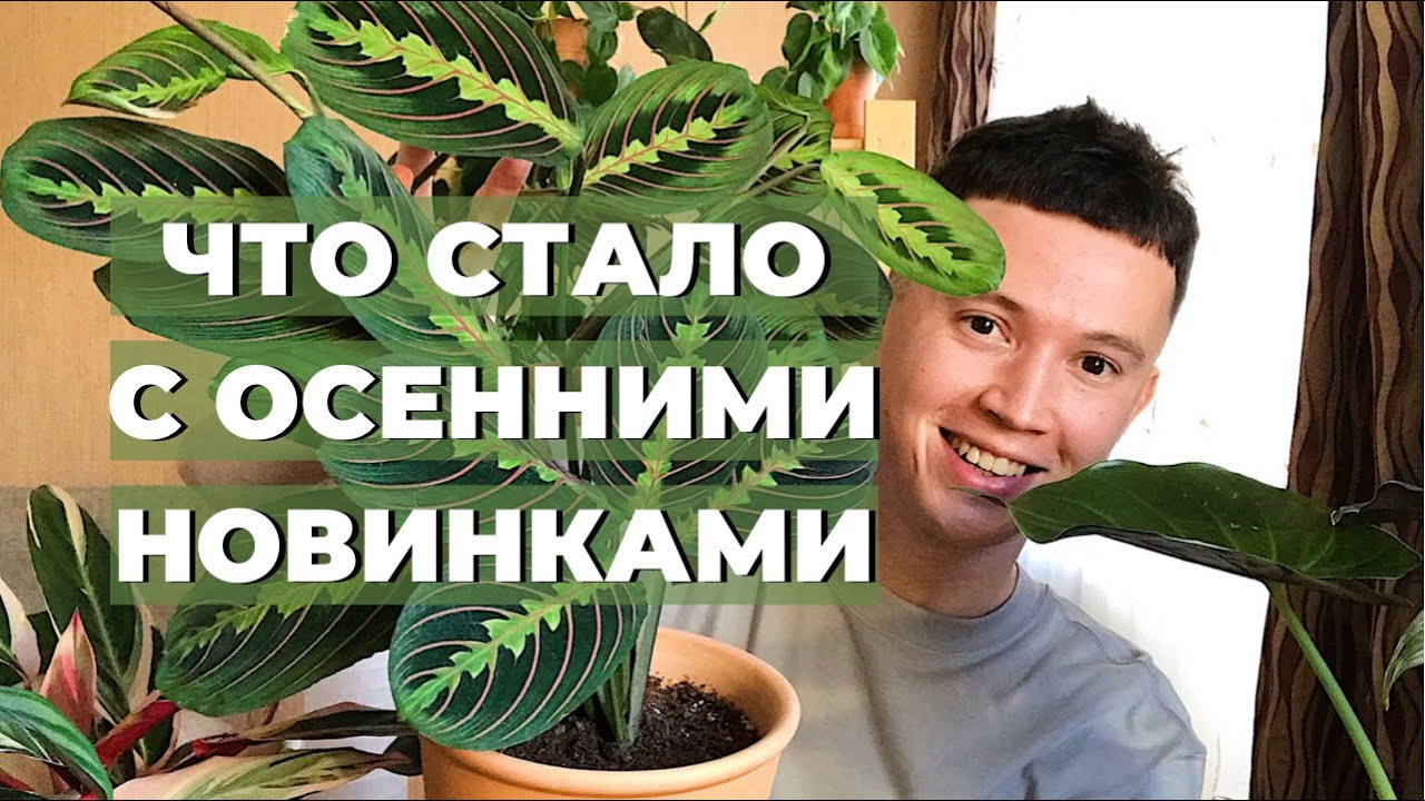 Как Адаптируются Новые Комнатные Растения Зимой » Маранта, Строманта ...