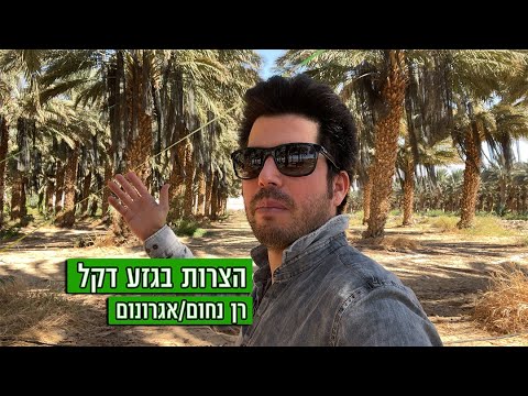 וִידֵאוֹ: איך להשקות דקל תמרים