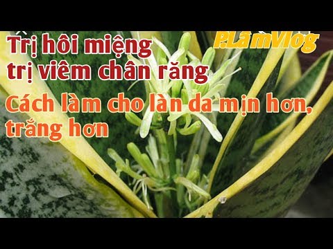 Bài thuốc trị viêm chân răng, hôi miệng và cách làm cho làn da tươi trẻ.