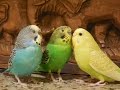 Male parakeets use their songs to attract female parakeets 10 hr nature bird sounds